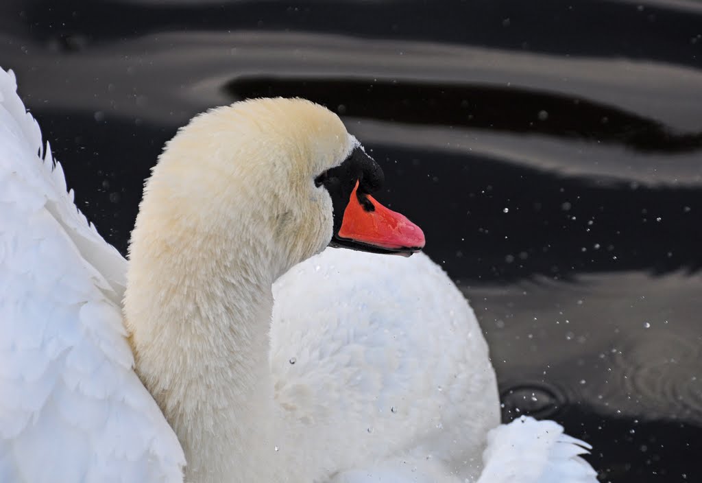 Knobbelzwaan (Cygnus olor), Mute Swan by Dani Isaie