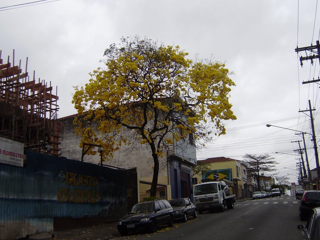 Ipè Amarelo (Sao Paulo) by roberto leone