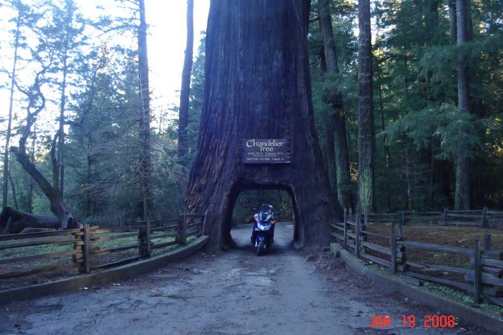 Chandelier Tree by jim “jimboy” boy