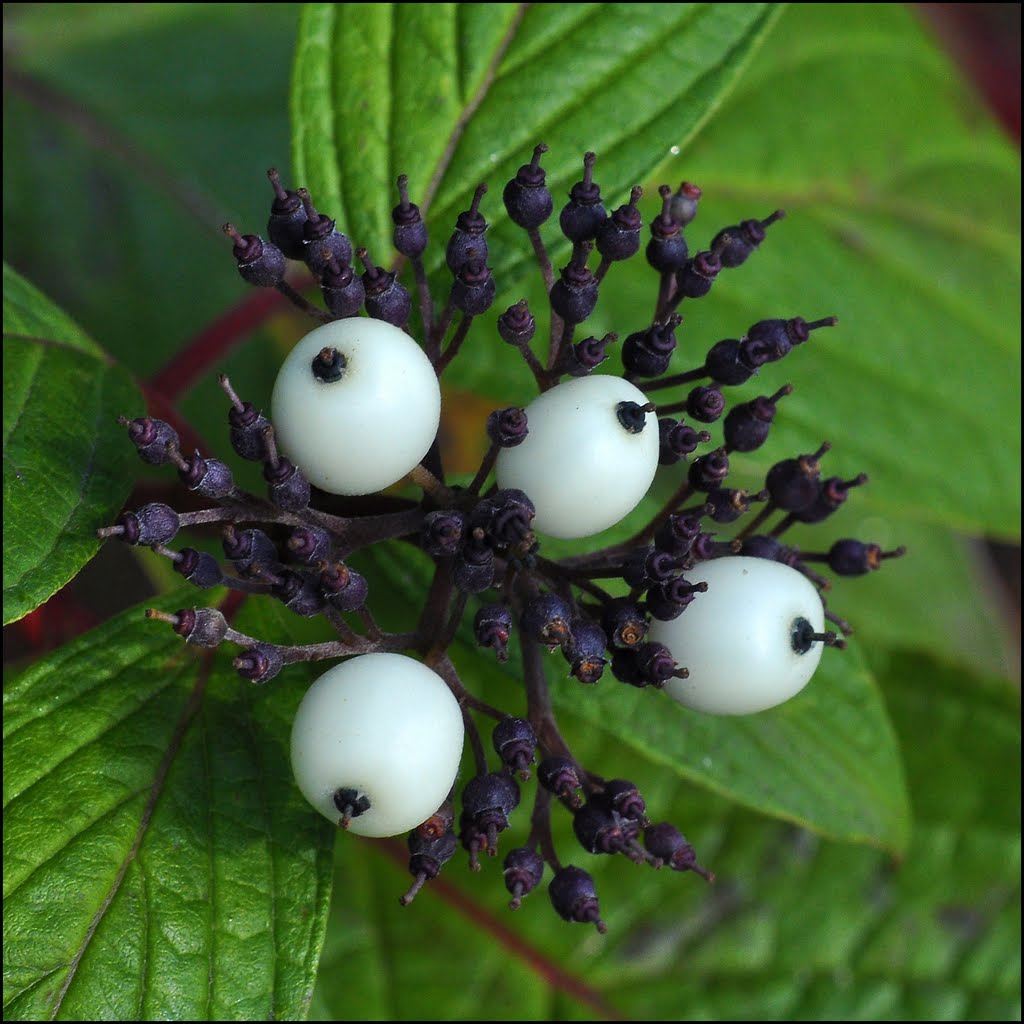 Cornus Alba - Tatarian dogwood by RI@M