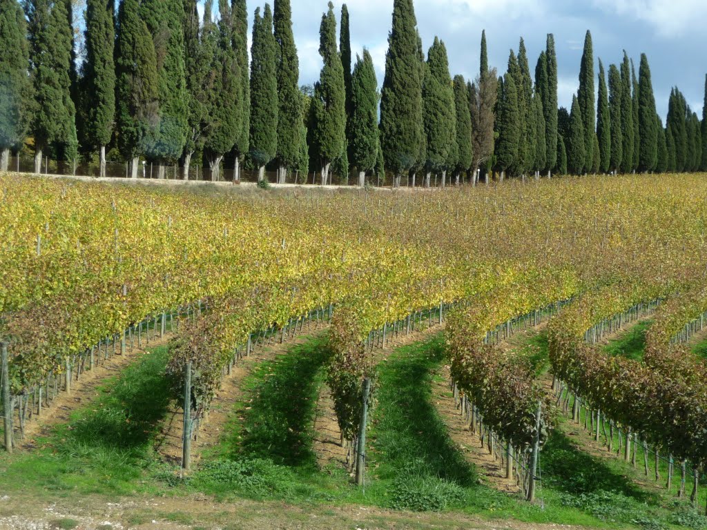 Tenuta do Arceno vineyards by Al Samuelson