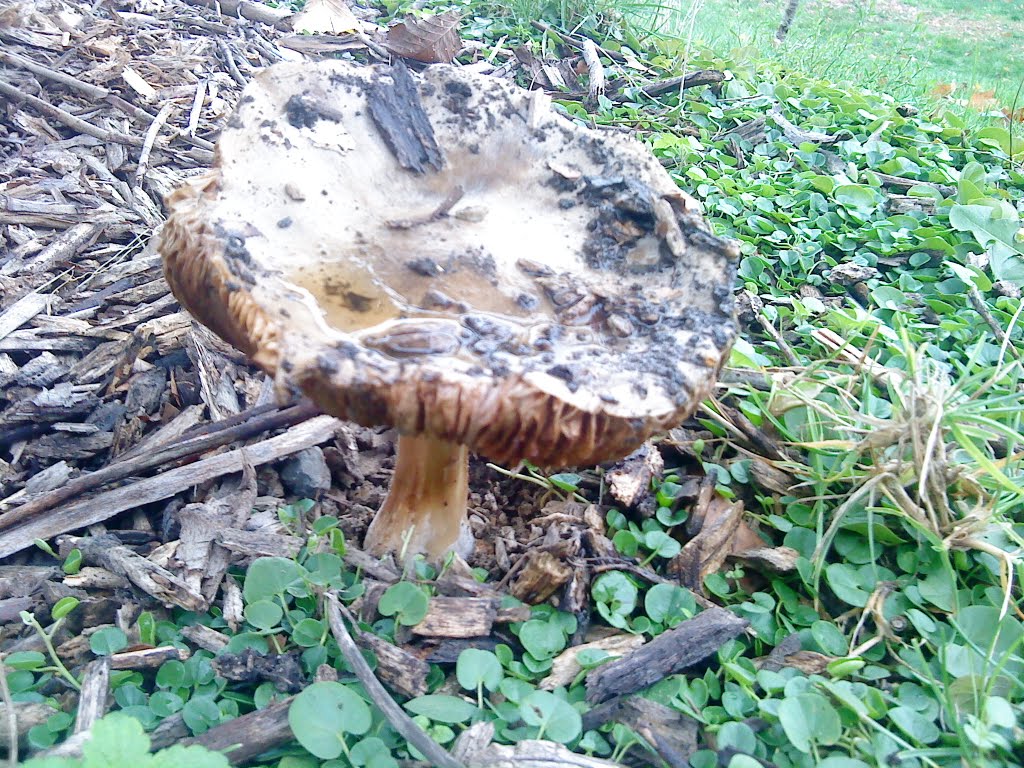 Champignon Prairies des filtres à toulouse by noreddine.dz