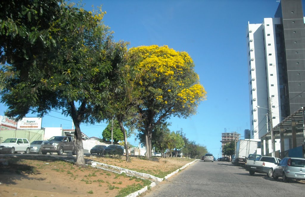 Ipê florando na Av Nascimento de Castro by magalhães jaime