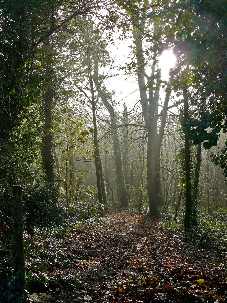 Autumn mist Mill Lay Lane by Ibshadow