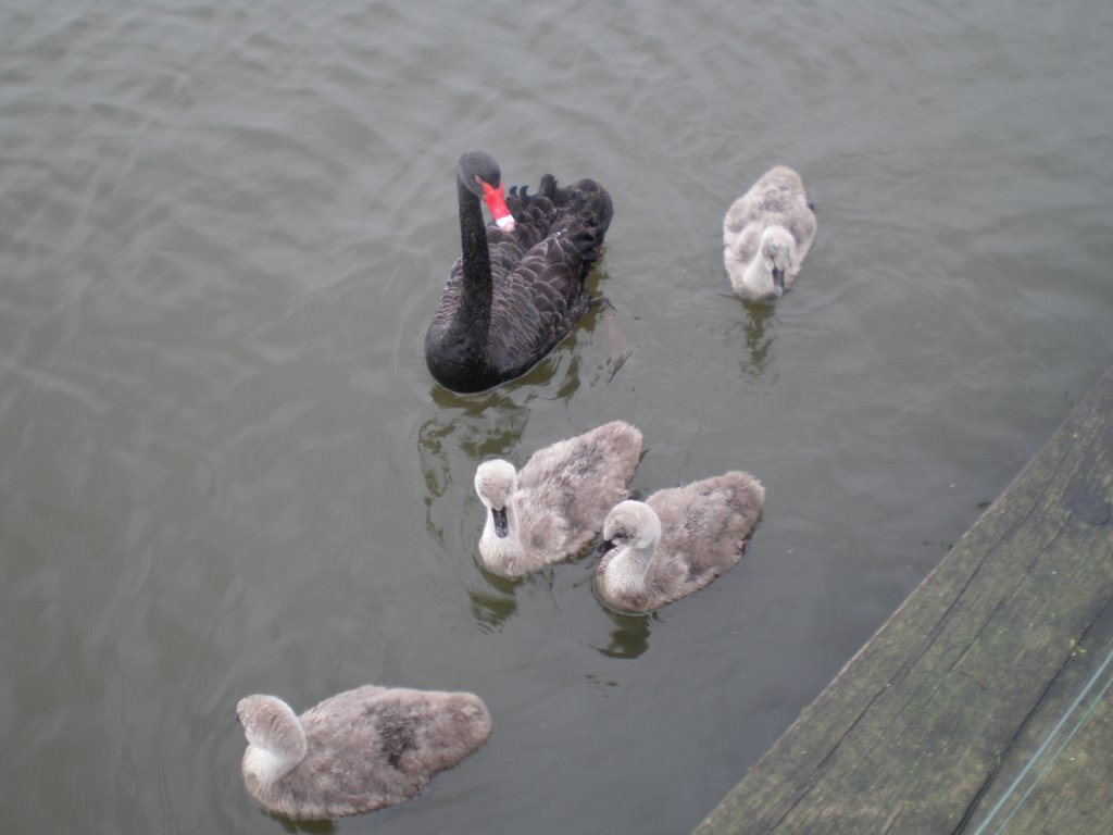 Black Swans in Lake Rotorua by CoasterNerd