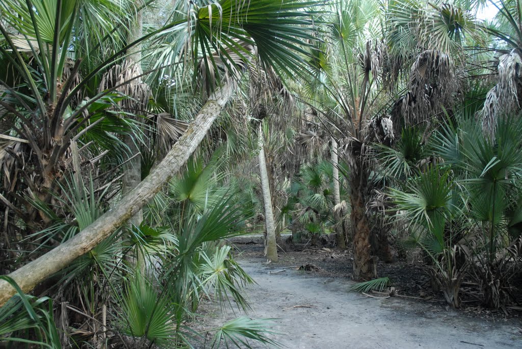 Myakka River State Park by schaefer joerg