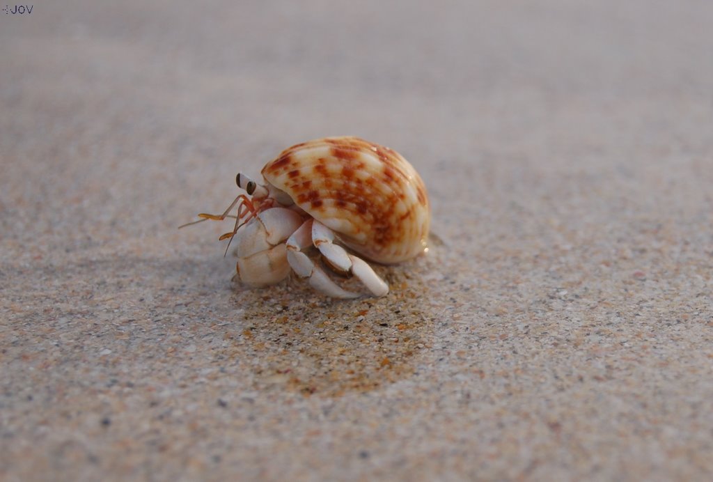 Little Crab by Jeroen Overbeek