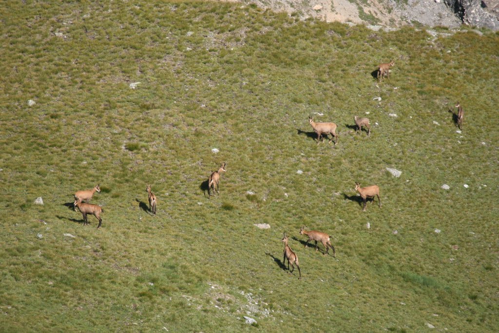 Chamois vus du col de Fer by Jacques Peyrelevade