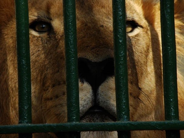 Lion in the zoo (by: husam mokhtar) by hussamsafari@live.co…