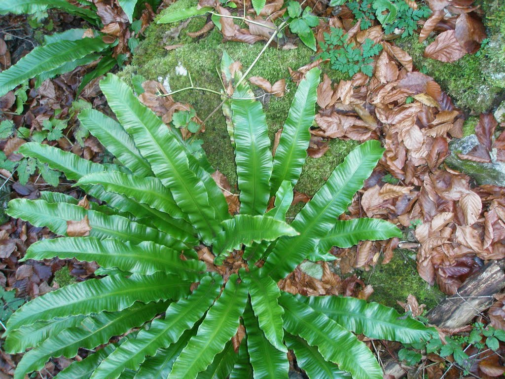 Asplenium scolopendrium, Golubinjska reka, Miroč, 14.11.2010. by VladimirNSSerbia