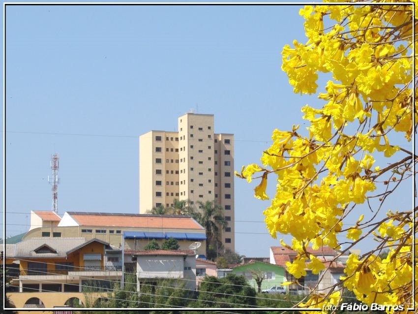 Ipê  e Prédios - Foto de Fábio Barros by Fábio Barros