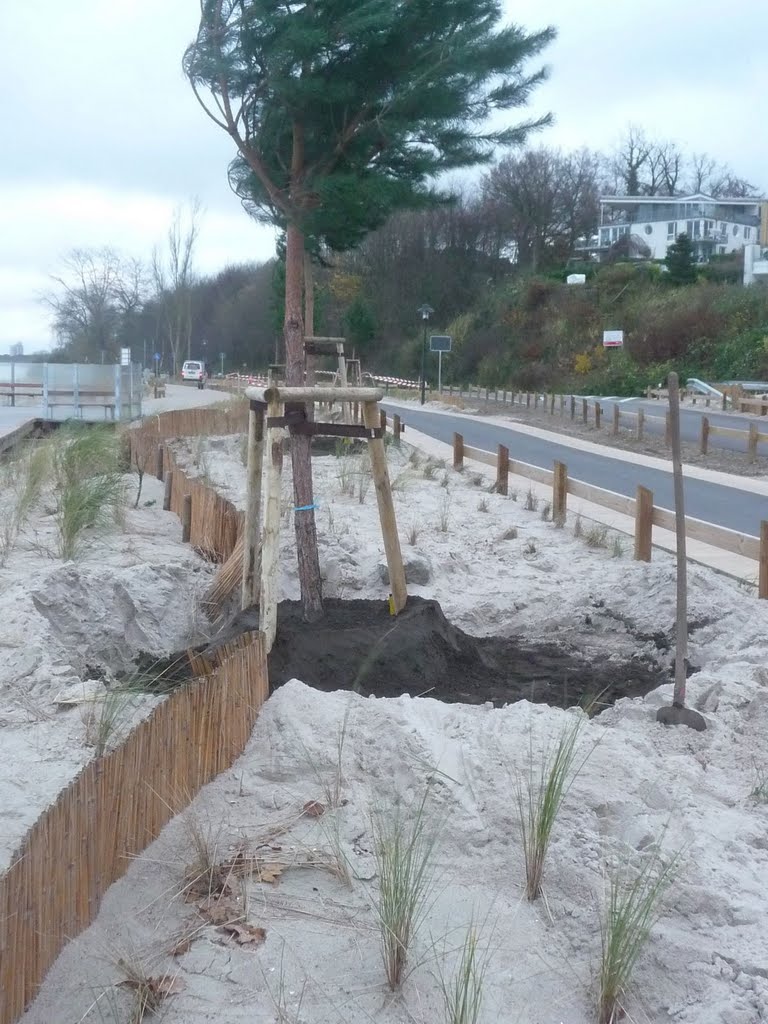 Neue kiefern an der strandallee by renrewur