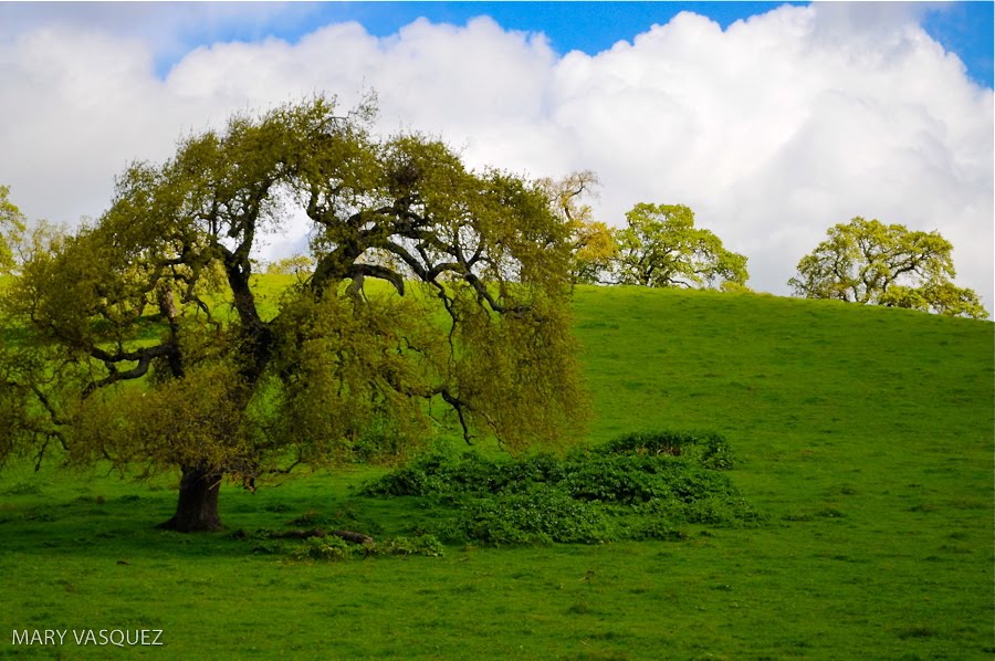 Calistoga Tree by Mary Carmen Vasquez