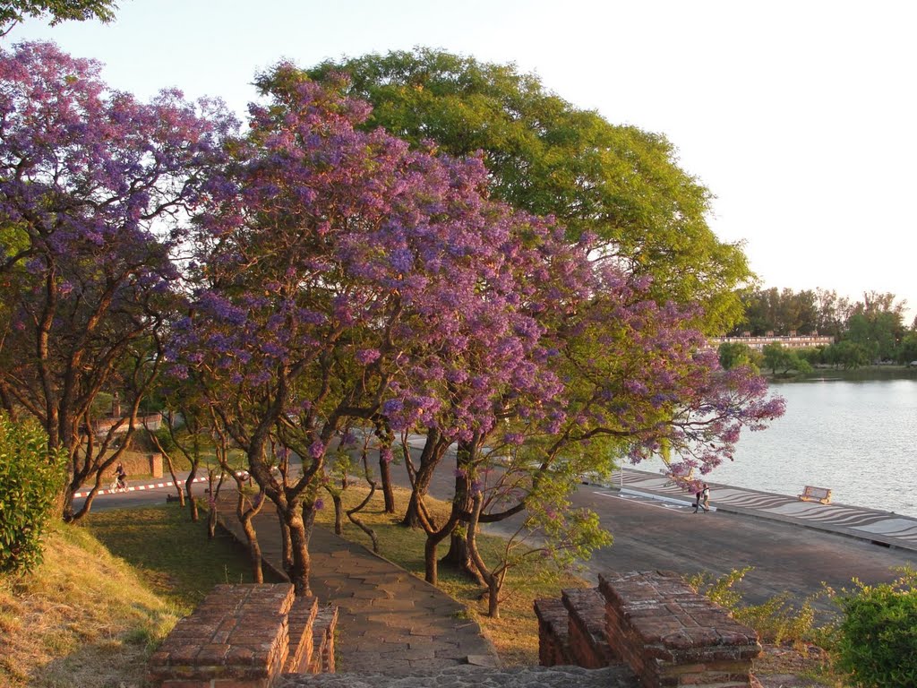 Y más jacarandáes by ivelbero