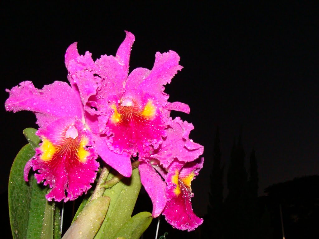 Orquídea após a chuva ao amanhecer - Dourados - Mato Grosso do Sul - Brasil by Paulo Yuji Takarada