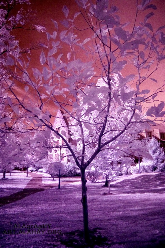 Dreaming in Pink (Infrared) by Alaa Abi-Haidar (ALA…