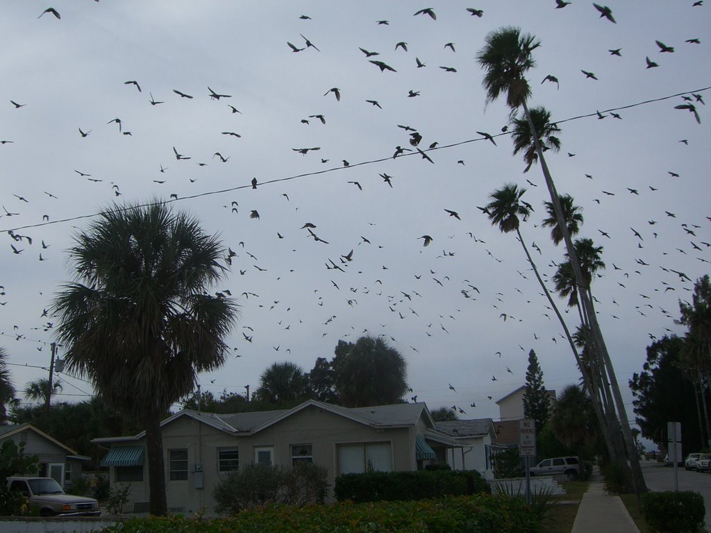 The Birds of Pass A Grille by craigdarrell