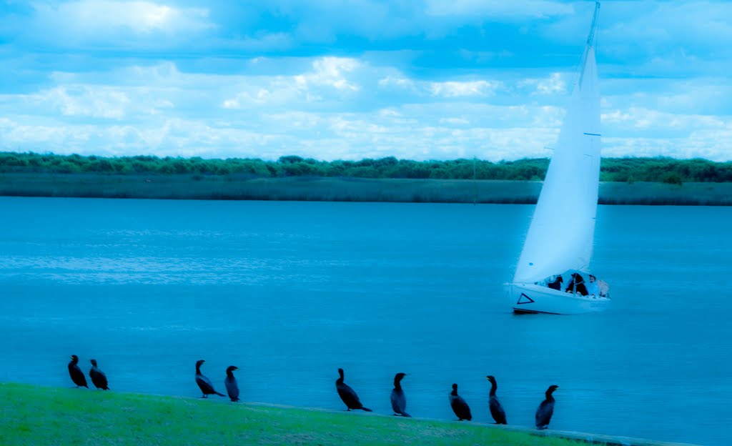 Biguas contemplan... by José María Galán Zug…