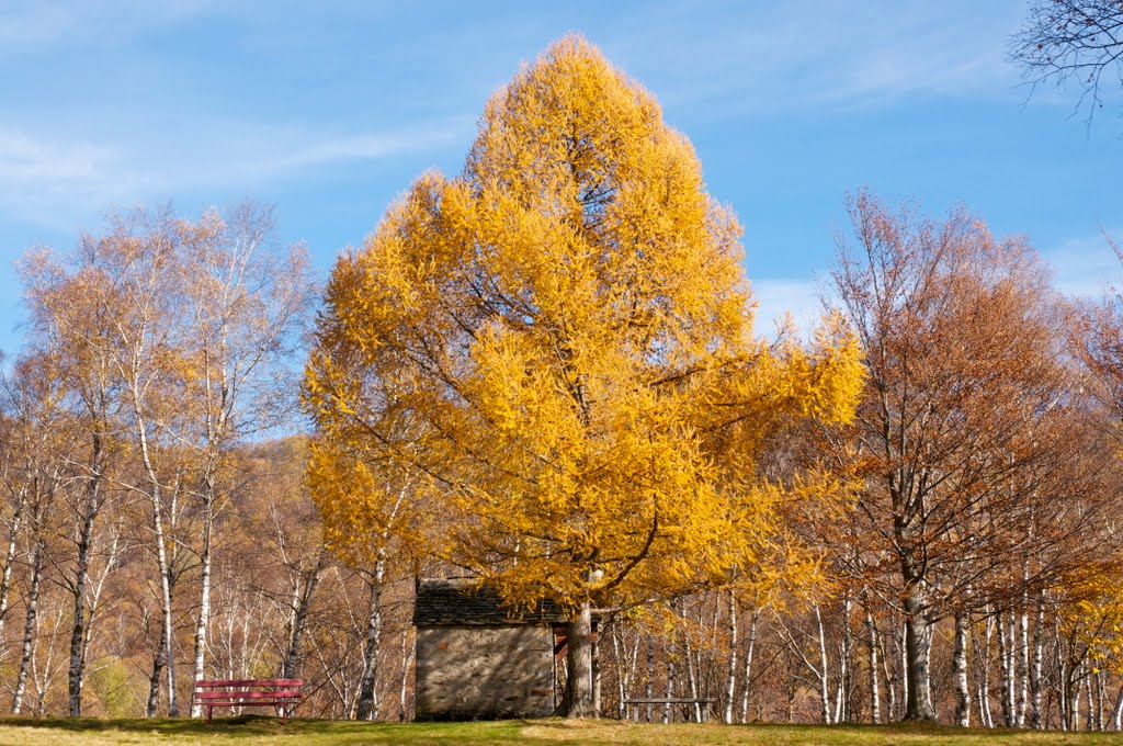 Giardino d'autunno by renzodonadini