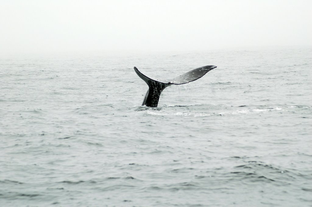 Tofino - Gray Whale by famferrando