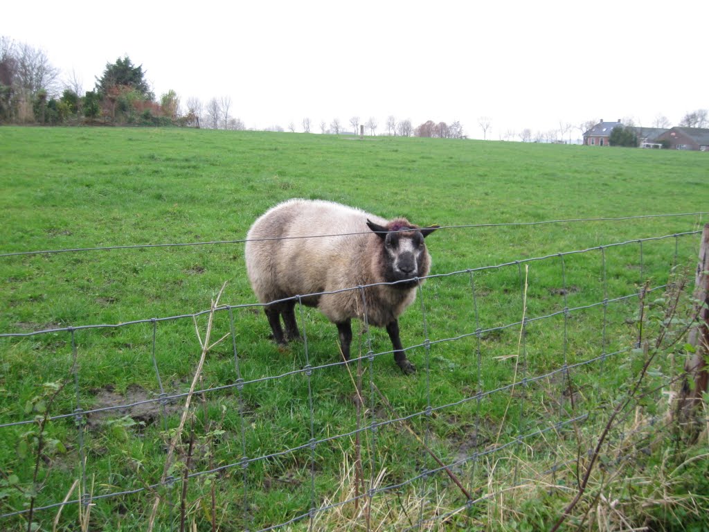 Schaap op 't Hogeland by Netty van der Deen - Flikkema