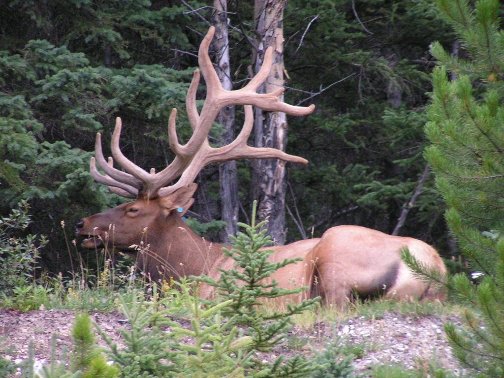 Banff Canada - Elk by Giovanni Ferrando