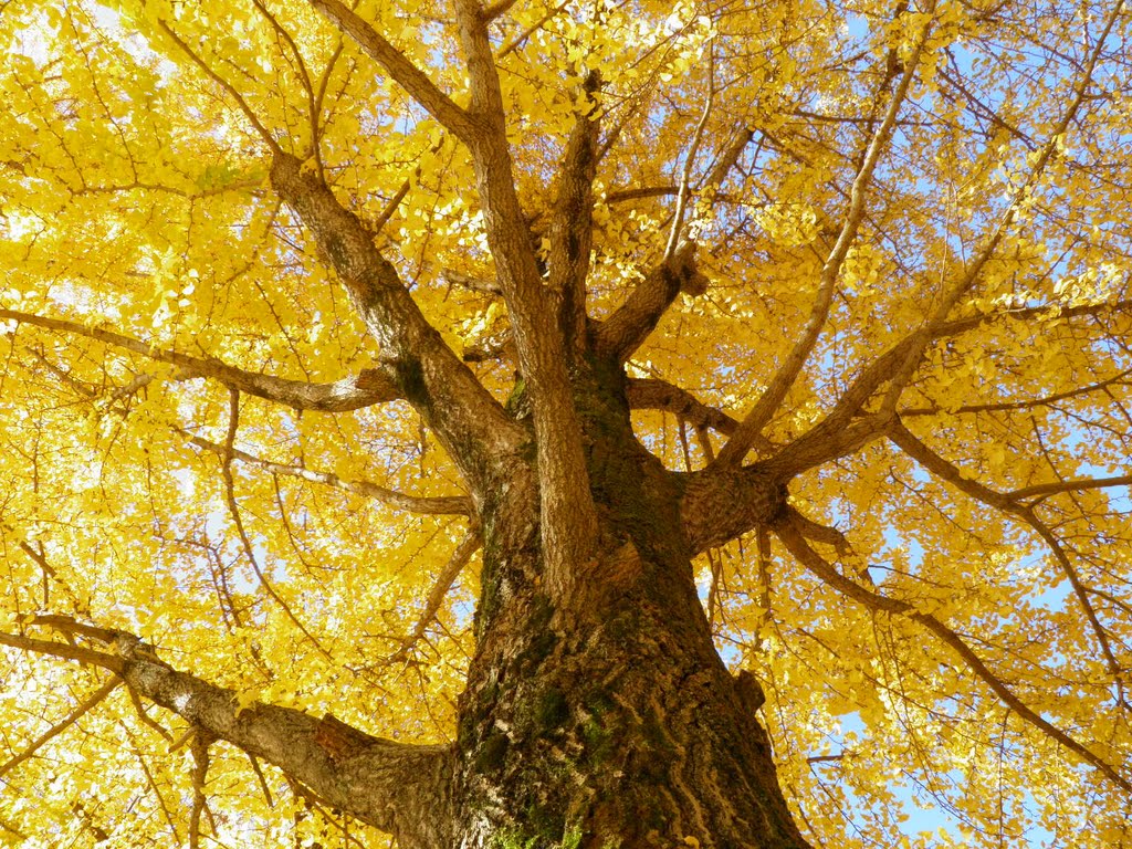 銀杏/ginkgo/IBARAKI JAPAN by moechan