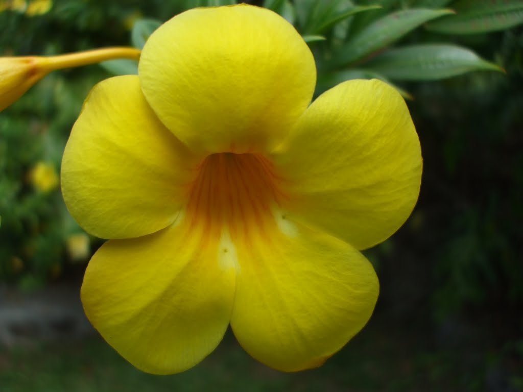 A flower of the Seychelles by Discover the world