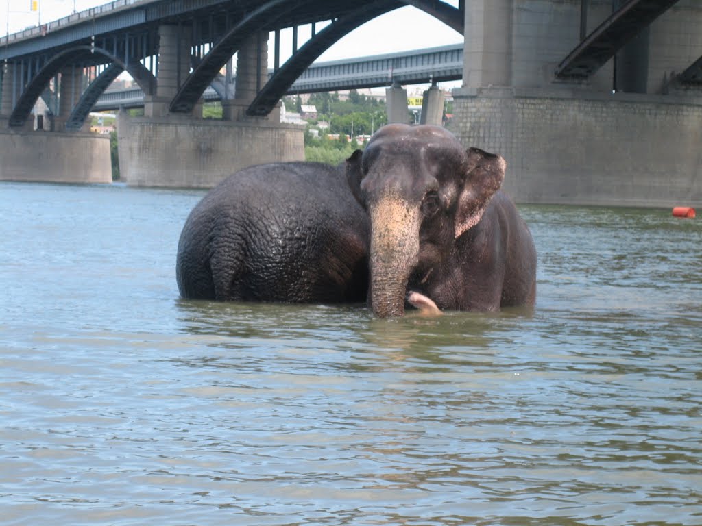 Elephants Bathing in Siberian River Ob' / Купание слонов в Оби (25.06.2008) by Вадим Левин