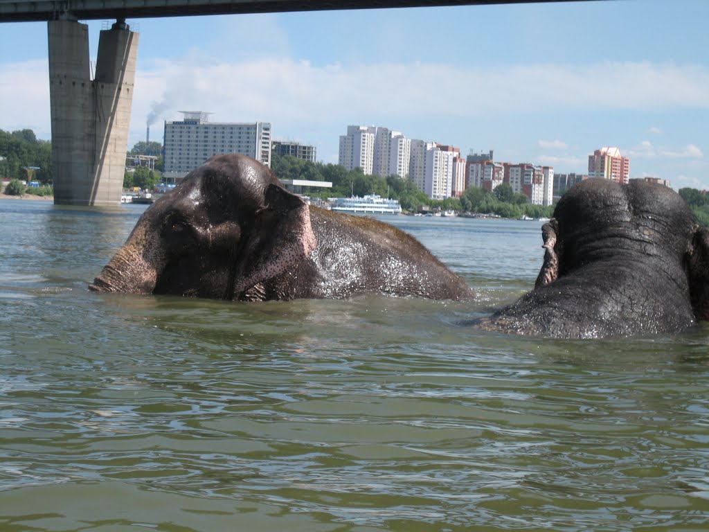 Купание слонов в Оби / Elephants Bathing in Ob' River (25.06.2008) by Вадим Левин