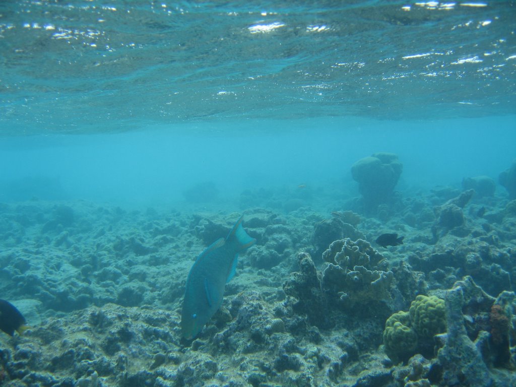 under water at klein bonaire by buzznwoodys