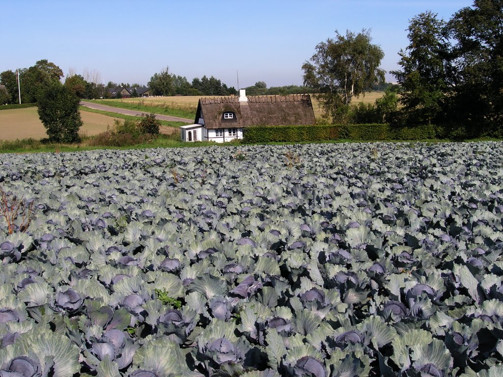 Red cabbage by Olav Sejeroe