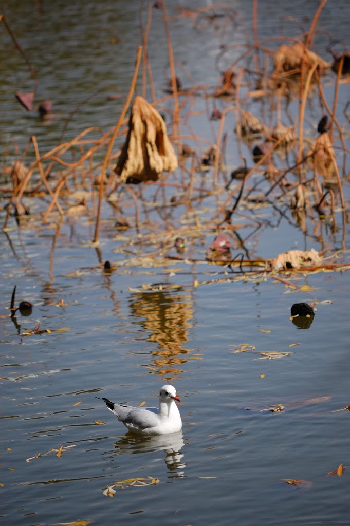 翠湖遺鷗 The last winter seagulls in green lake,Kunming,Yunnan. by X2.ALL the way