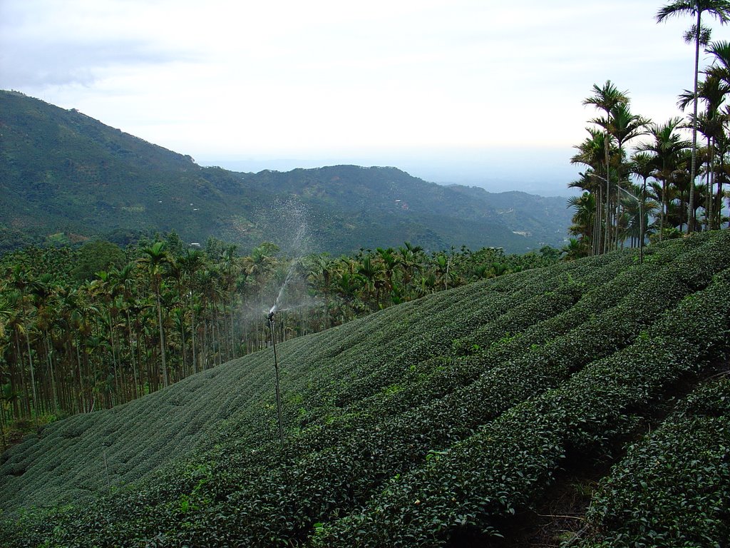 華山_茶園 by BERNIE TSAI