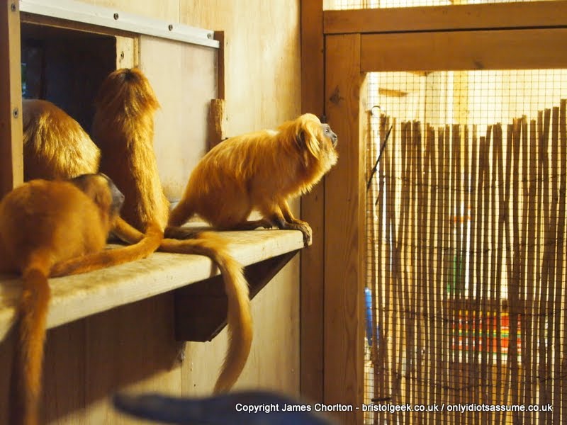 A family of golden lion tamarins by jamesakadamingo