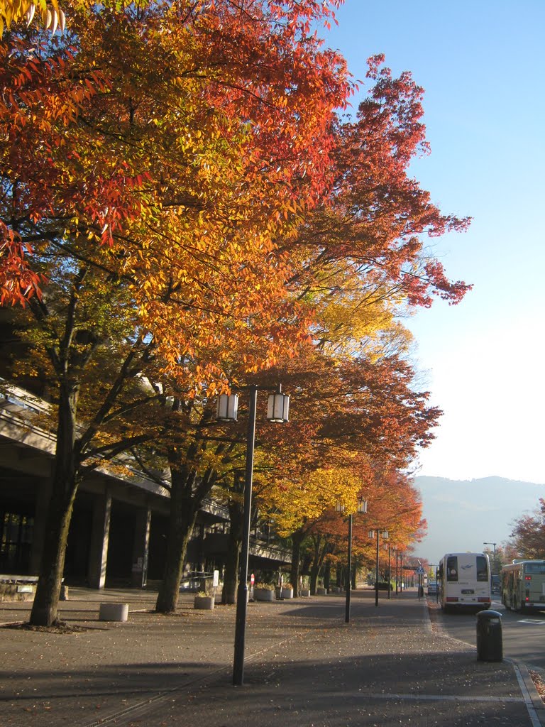 京都会館　岡崎公園　紅葉 by Mission Specialist