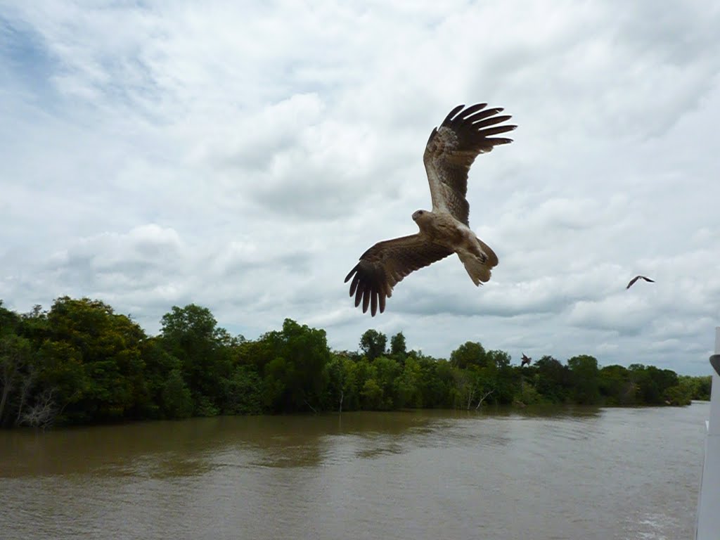 Kite on Adelaide River, NT, Australia by Fred Language