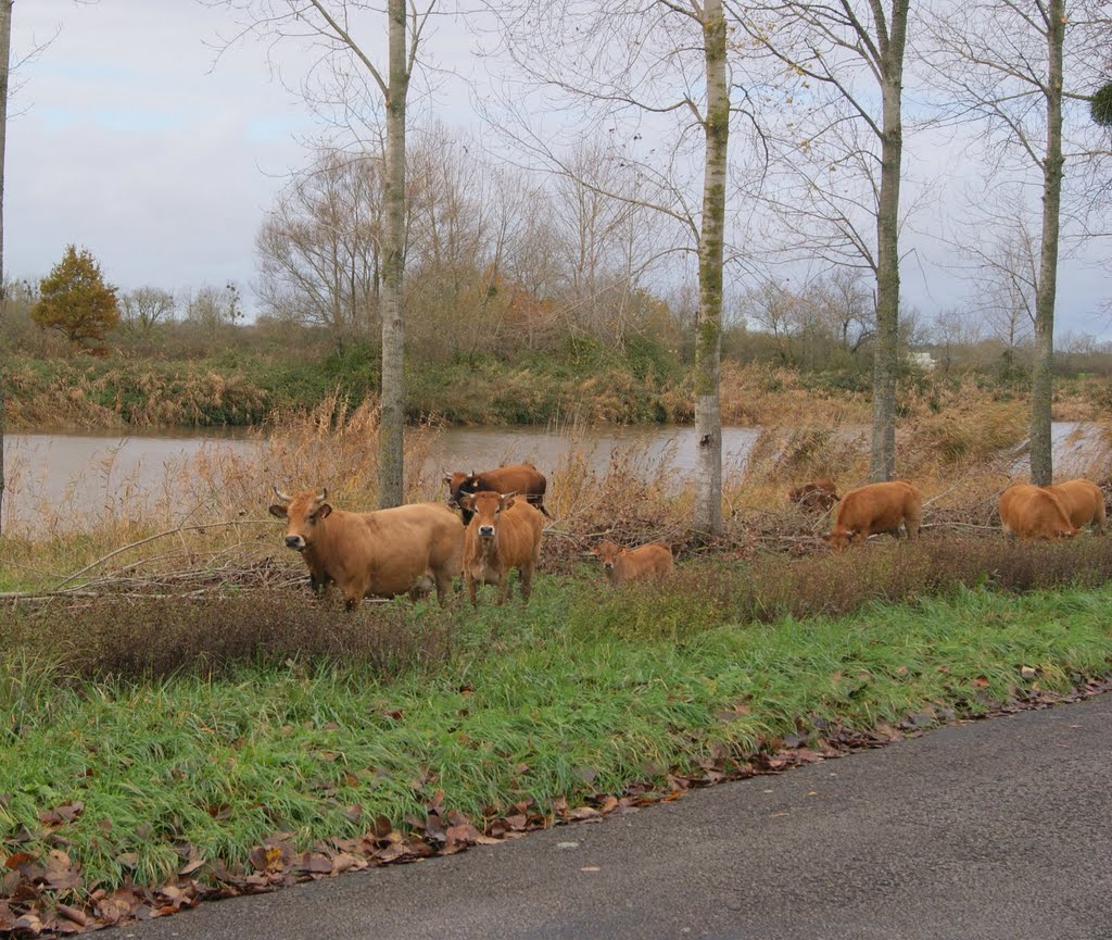 Vaches aux abords du canal de la Martinière 44 by dom44