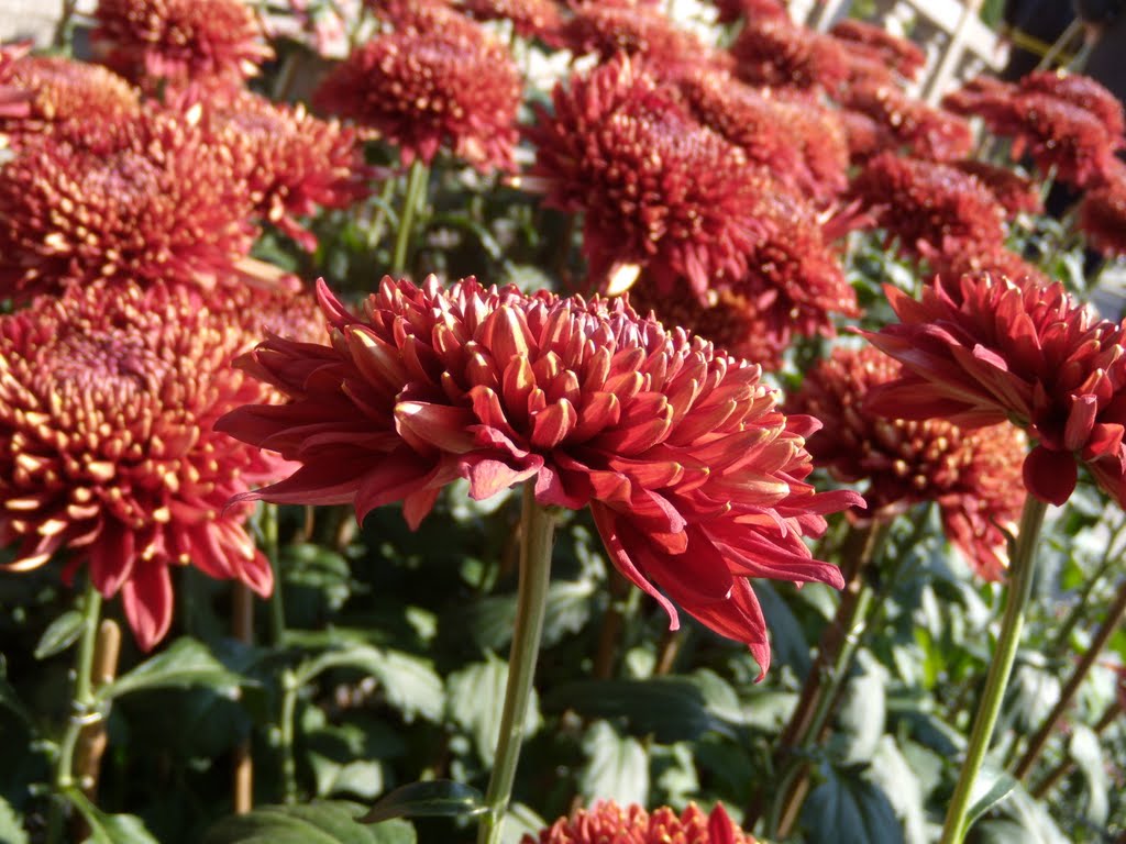 福州西湖赏菊花 the chrysanthemum in Fuzhou West Lake by ★Ronan★