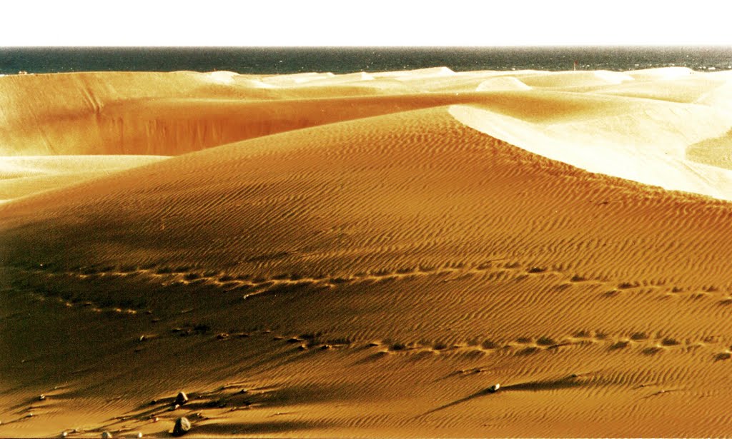 DUNY MASPALOMAS GRAN CANARIA by NAVI ABDAVSEN