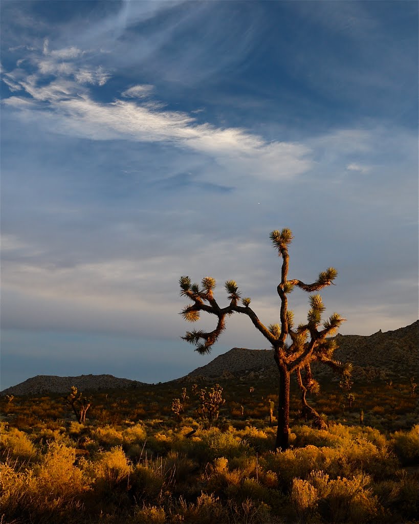 Yucca Brevifolia ~ The Joshua Tree by ~ Denise Cottin ~