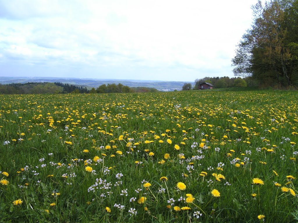 Blumenwiese by umpott