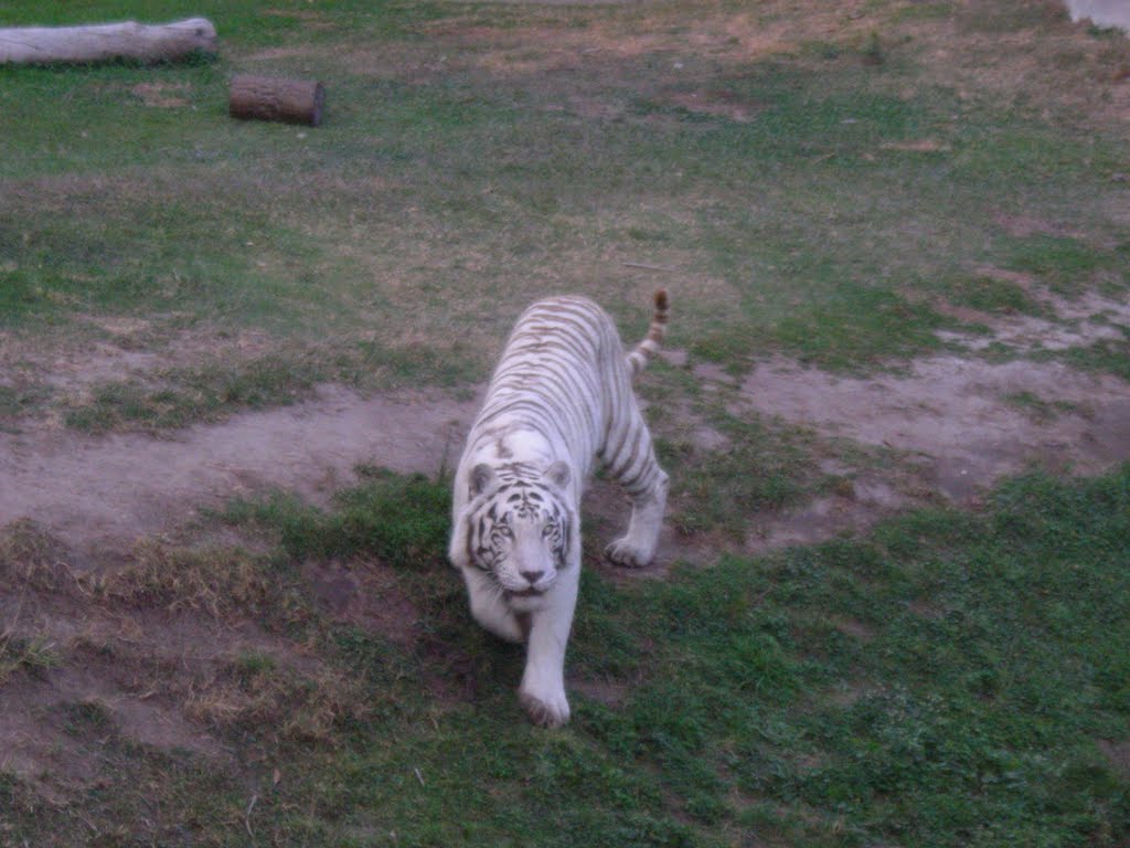 Tigre Blanco en el Zoológico Guadalajara by 51Pin