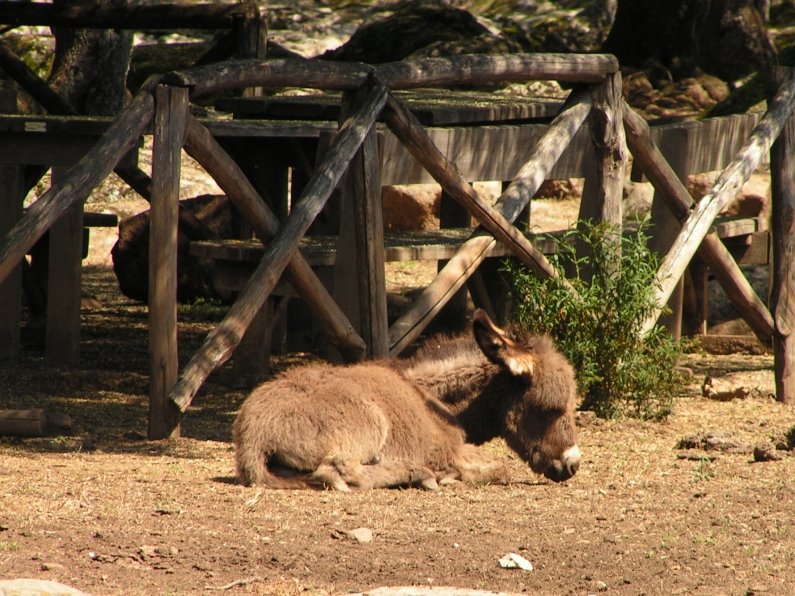 Donkey at Golgo by Marcus Metzmacher