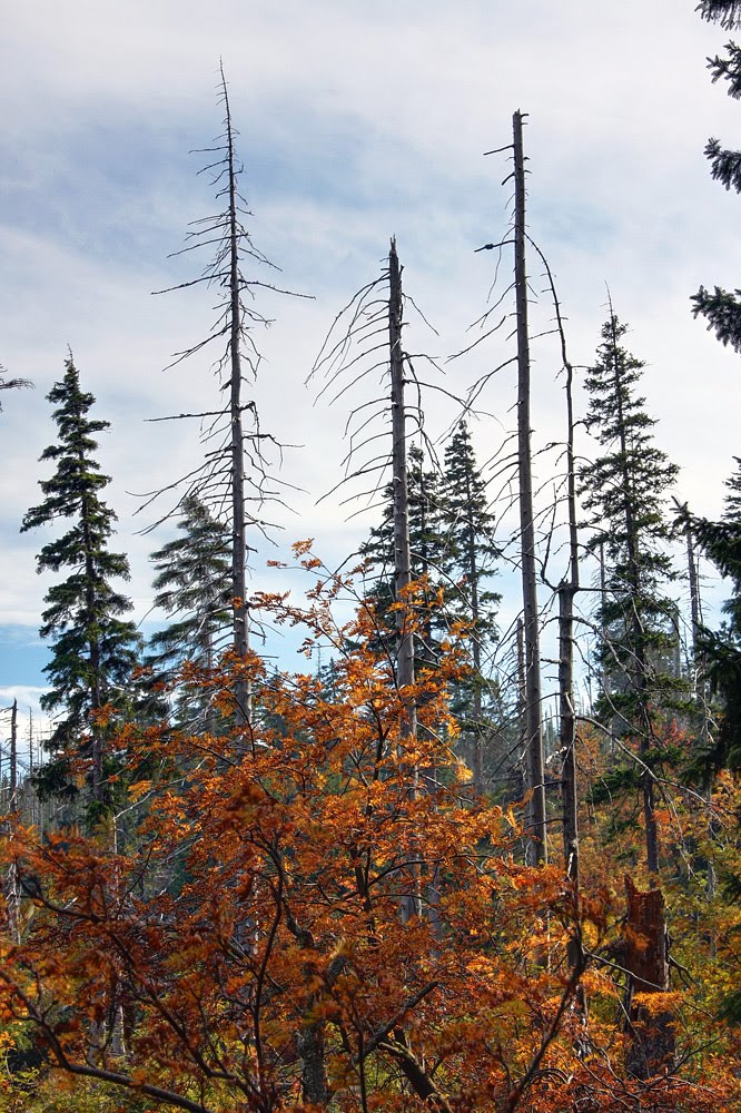 Autumn in Karkonosze mountains by Hubert J. (Janiszews…