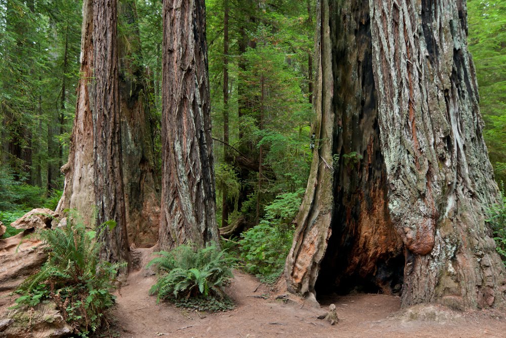 Redwoods Standing Tall by Greg Nyquist