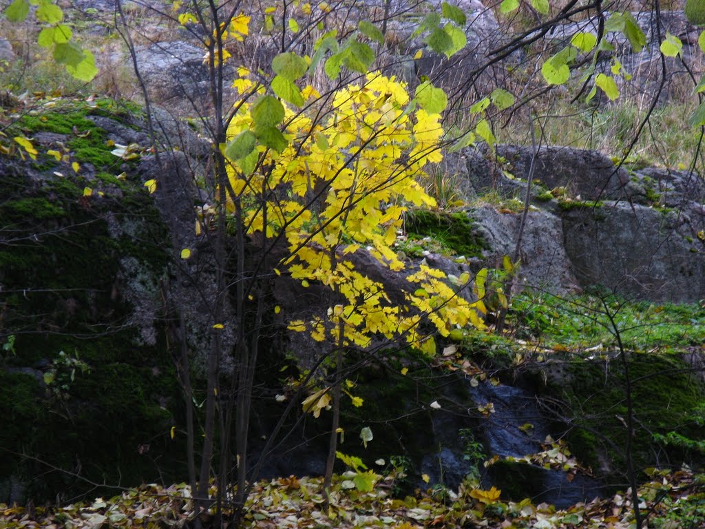 Leuchtendes Herbstgelb by e.m.r.