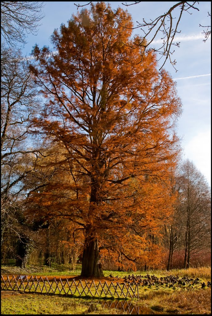 Kórnik-arboretum-gb-128 by Millotaurus Pierwszy