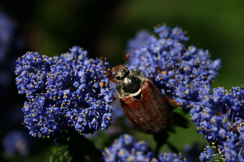 Sommer in den Wellmannswiesen by Hoffmann-os