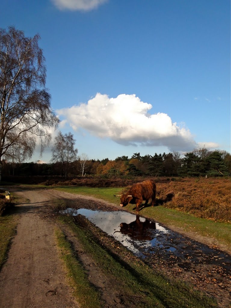 Highlander bij een poel by ednl